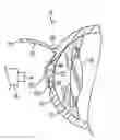 Fig. 01 - Method of altering the refractive properties of an eye