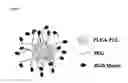 Fig. 02 - NEUTRALLY-CHARGED SYNTHETIC PLATELETS TO MITIGATE COMPLEMENT RESPONSE