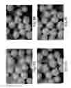 Fig. 10 - Pulsed release phenylephrine dosage forms
