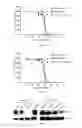 Fig. 04 - PHARMACEUTICAL COMPOSITION CONTAINING LIRIODENDRON TULIPIFERA L. EXTRACT FOR TREATING CHRONIC MYELOGENOUS LEUKEMIA