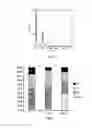 Fig. 06 - PHARMACEUTICAL COMPOSITION CONTAINING LIRIODENDRON TULIPIFERA L. EXTRACT FOR TREATING CHRONIC MYELOGENOUS LEUKEMIA