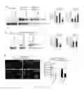 Fig. 06 - METHODS, COMPOSITIONS AND KITS FOR PROMOTING MOTOR NEURON SURVIVAL AND TREATING AND DIAGNOSING NEURODEGENERATIVE DISORDERS