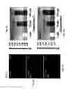 Fig. 03 - Compositions of selenoorganic compounds and methods of use thereof