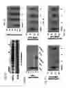 Fig. 04 - Compositions of selenoorganic compounds and methods of use thereof
