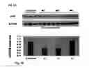 Fig. 09 - Compositions of selenoorganic compounds and methods of use thereof