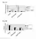 Fig. 06 - Immunomodulating gene therapy