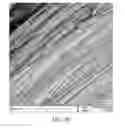 Fig. 33 - COMPOSITION, PREPARATION, AND USE OF CHITOSAN POWDER FOR BIOMEDICAL APPLICATIONS