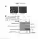 Fig. 19 - In vitro production of red blood cells with proteins comprising sortase recognition motifs