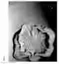 Fig. 02 - Bacillus bacteria for use in treating and preventing infection in aquatic animals