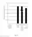 Fig. 04 - Method for treatment of prostatic hyperplasia and/or ameliorating urinary disturbance with banana flower extract