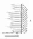 Fig. 05 - Beta-turn peptidomimetic cyclic compounds for treating dry eye