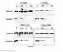 Fig. 06 - Compositions and methods for treating coronavirus infection