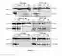 Fig. 11 - Compositions and methods for treating coronavirus infection