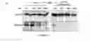 Fig. 13 - Compositions and methods for treating coronavirus infection