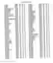 Fig. 79 - Flagellin related polypeptides and uses thereof