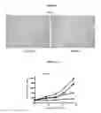 Fig. 09 - Wnt antagonist and methods of treatment and screening