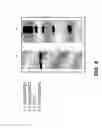 Fig. 06 - Methods and compositions for treating trinucleotide repeat disorders