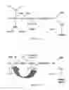 Fig. 02 - Complement factor B analogs and their uses