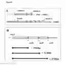 Fig. 05 - NEISSERIAL VACCINE COMPOSITIONS COMPRISING A COMBINATION OF ANTIGENS