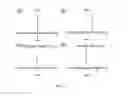 Fig. 32 - CHEMICAL EXCHANGE SATURATION TRANSFER (CEST) BASED MRI USING REPORTER GENES AND SUBSTRATES AND METHODS THEREOF