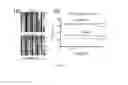 Fig. 34 - CHEMICAL EXCHANGE SATURATION TRANSFER (CEST) BASED MRI USING REPORTER GENES AND SUBSTRATES AND METHODS THEREOF