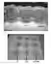 Fig. 01 - CHITIN AND ALGINATE COMPOSITE FIBERS