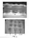 Fig. 03 - CHITIN AND ALGINATE COMPOSITE FIBERS