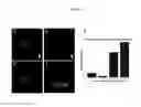 Fig. 14 - Cellular transplant site