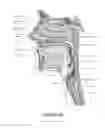 Fig. 06 - ORO-NASAL PATIENT INTERFACE
