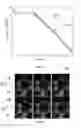 Fig. 05 - DEVICE FOR FORCED DRAINAGE OF A MULTIPHASE FLUID