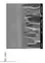 Fig. 13 - Polyaniline membranes formed by phase inversion for forward osmosis applications