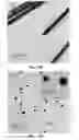 Fig. 07 - Silver nanowires, methods of making silver nanowires, core-shell nanostructures, methods of making core-shell nanostructures, core-frame nanostructures, methods of making core-frame nanostructures