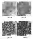Fig. 29 - Silver nanowires, methods of making silver nanowires, core-shell nanostructures, methods of making core-shell nanostructures, core-frame nanostructures, methods of making core-frame nanostructures