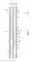 Fig. 07 - Flow channel device, analysis apparatus, and fluid apparatus