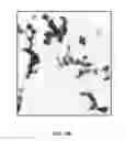 Fig. 07 - Composition containing spherical and coral-shaped nanoparticles and method of making same