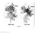 Fig. 10 - Crystal structure of bifunctional transglycosylase PBP1b from and inhibitors thereof