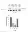Fig. 05 - Compositions and methods for treating Friedreich's ataxia