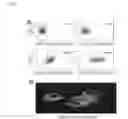 Fig. 05 - COMPOSITIONS AND METHODS FOR TARGETING ANTIGEN-PRESENTING CELLS