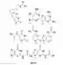 Fig. 06 - Template-directed γPNA synthesis process and γPNA targeting compounds