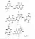 Fig. 07 - Template-directed γPNA synthesis process and γPNA targeting compounds