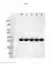 Fig. 10 - Non-Natural Consensus Albumin Binding Domains