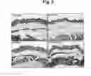 Fig. 06 - COMPOSITION COMPRISING RECOMBINANT FUSION PROTEIN OF PATHOGENIC ANTIGEN PROTEIN AND FLAGELLIN OF VIBRIO VULNIFICUS FOR PREVENTING, ALLEVIATING, OR TREATING AGING
