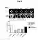 Fig. 09 - COMPOSITION COMPRISING RECOMBINANT FUSION PROTEIN OF PATHOGENIC ANTIGEN PROTEIN AND FLAGELLIN OF VIBRIO VULNIFICUS FOR PREVENTING, ALLEVIATING, OR TREATING AGING