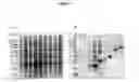 Fig. 06 - Vaccines against apicomplexan pathogens