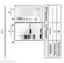 Fig. 07 - Development of Protein-Based Biotherapeutics That Penetrate Cell-Membrane and Induce Anti-Cancer Effect - Cell-Permeable Trefoil Factor 1 (CP-TFF1) in Gastrointestinal Track (GIT) Cancer, Polynucleotides Encoding The Same, and Anti-Cancer Compositions Comprising The Same