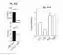 Fig. 19 - Inhibitors of the T cell-specific alternative p38 activation pathway and methods of use
