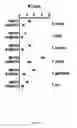 Fig. 06 - IMMUNOMODULATORY COMPOSITIONS AND METHODS FOR TREATING DISEASE WITH MODIFIED HOST DEFENSE PEPTIDES