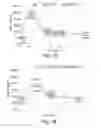 Fig. 02 - NOVEL POLYPEPTIDES