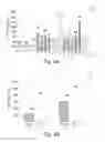 Fig. 06 - NOVEL POLYPEPTIDES
