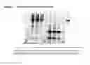 Fig. 07 - Isolation and Purification of Antibodies Using Protein A Affinity Chromatography